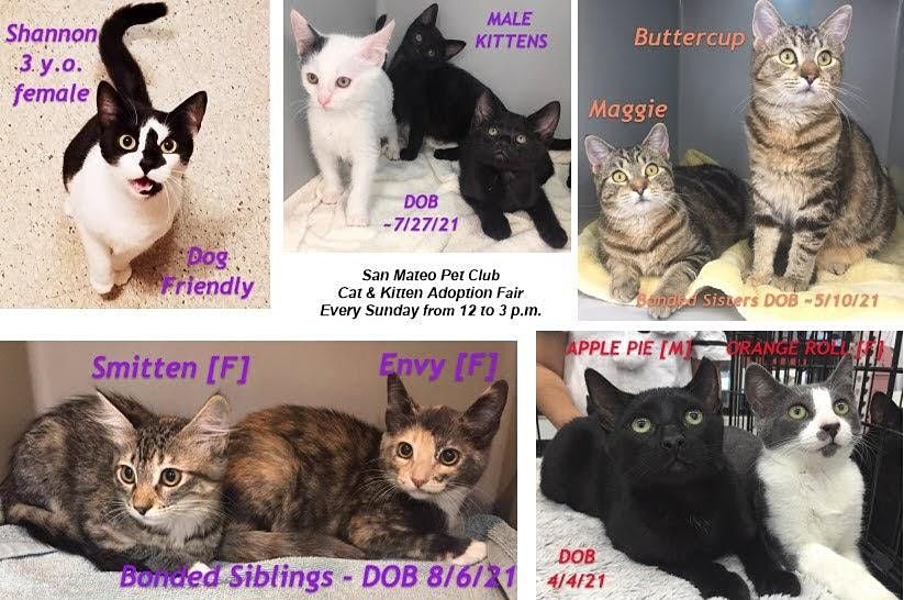 Fur Pie Galore 14